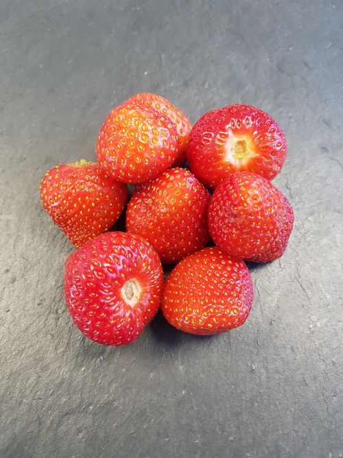 TK-BIO Erdbeeren