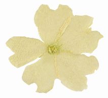 @ Eisenkrautblüten getrocknet weiß (50 Stk)