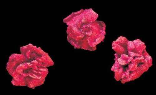 Rosenblüten ganz klein, pink-rot, kristallisiert 